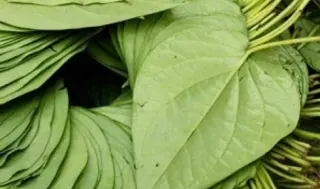 Pan Leaves Vegetable, 1 lb