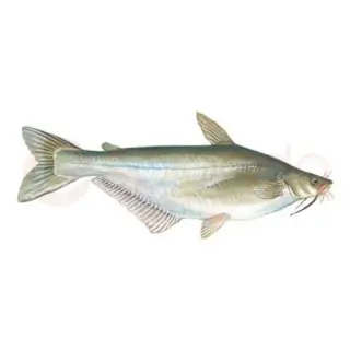 Swai Fish (Pangas)