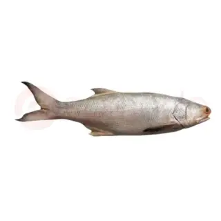 Mrigal Fish