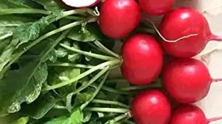 Radish With Leaves Vegetable, Bunch