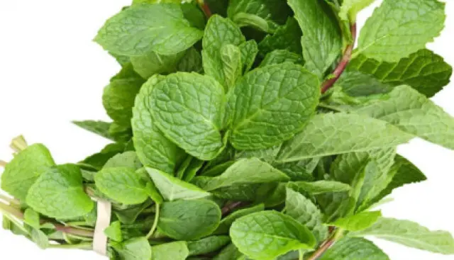 Mint at Towne Market, Burlington MA