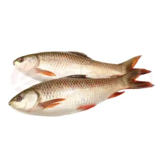 Rohu Fish