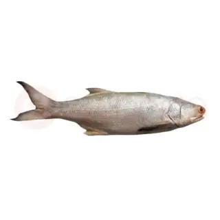 Lakha Fish