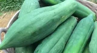 Green Papaya Vegetable, 1 lb