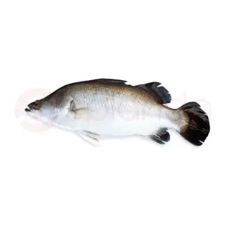 Koral Fish