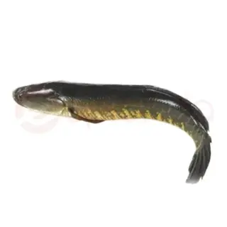 Shol Fish