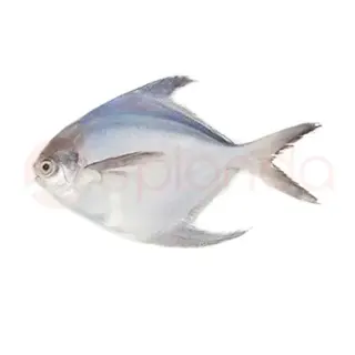 Silver Pomfret (Small)