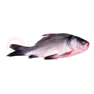 Katla Fish