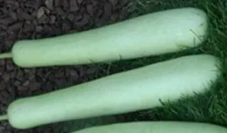 Desi Dudhi Vegetable, 1 lb