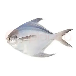 Silver Pomfret (Big)
