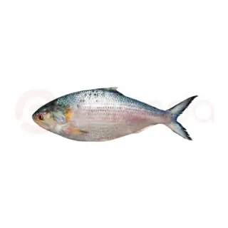 Hilsa Fish (More Then3lb)