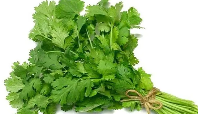 Cilantro at Towne Market, Burlington MA