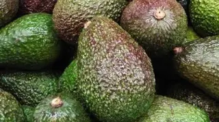 Avocado Avocado
