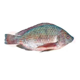 Telapia Fish