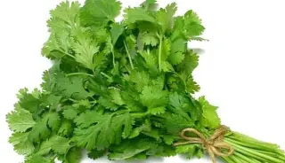 Cilantro Cilantro